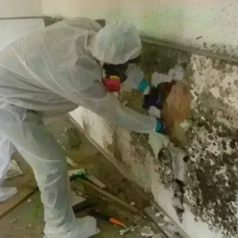 Mold Remediation and Removal in Seymour, TX